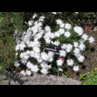 Dianthus Spiculifolius (fam. Caryophyllacees) (01)